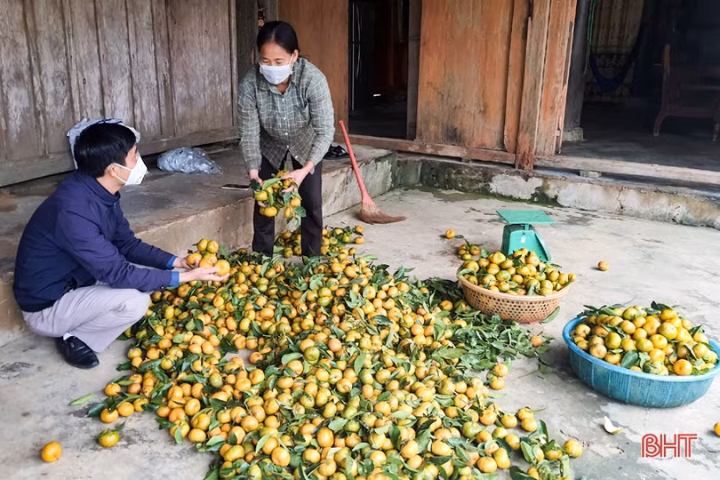 “Rã đông” nông sản sau bão dịch ở Kỳ Thượng