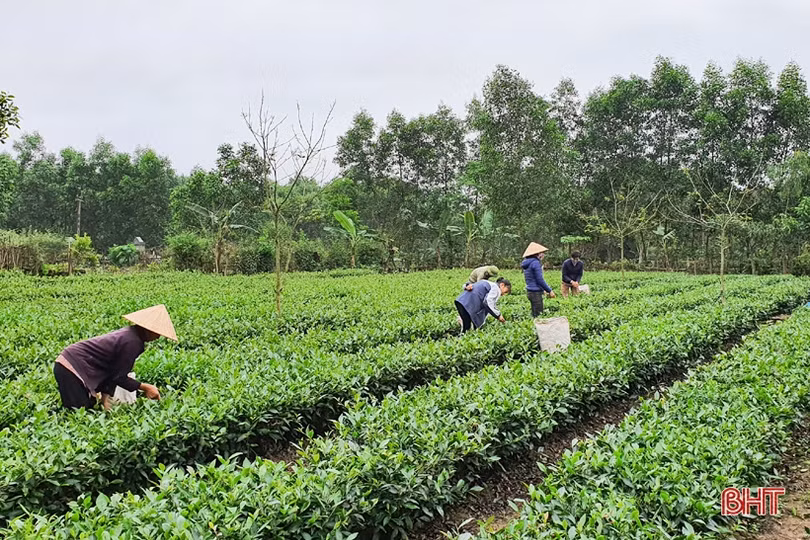 “Rã đông” nông sản sau bão dịch ở Kỳ Thượng