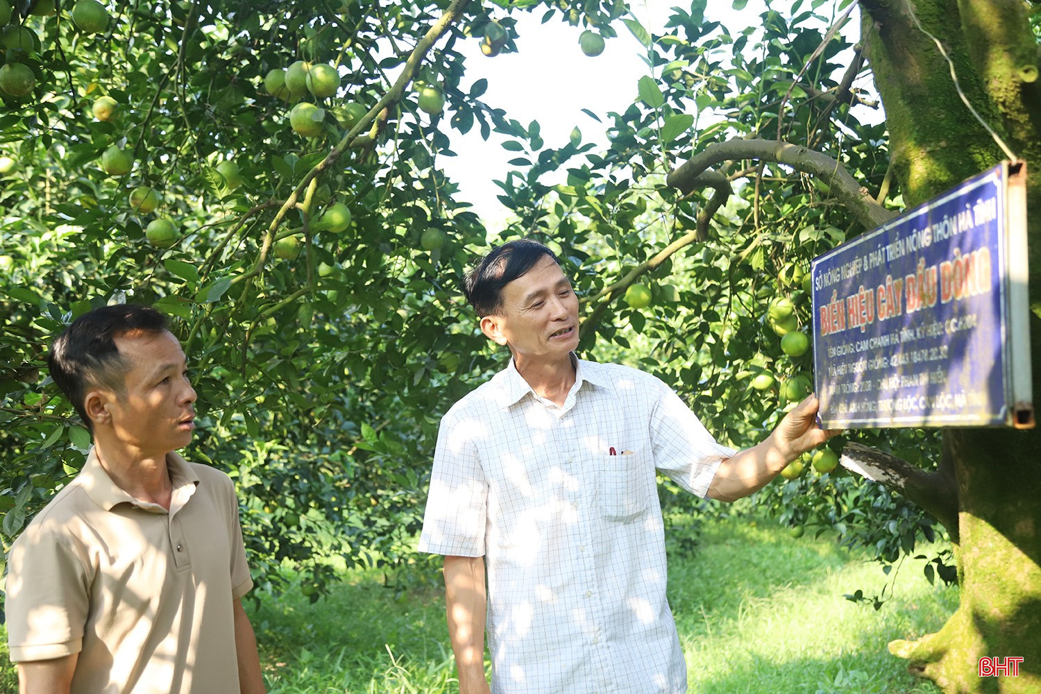 Anh Đoàn Phúc Phong (xã Toàn Lưu) cho hay: “Tôi thường đến vườn ông Thanh để mua cây giống vì nguồn giống ở đây được ghép từ những cây lâu năm, có khả năng sinh trưởng và cho quả ổn định. Cây giống khỏe, phát triển tốt sẽ giúp người trồng thuận lợi hơn trong quá trình chăm sóc, tạo nền tảng để nâng cao năng suất và chất lượng quả".