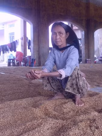 Bà Nguyễn Thị Thao, 71 tuổi, tại thôn Định Trung 2, xã An Định. Toàn bộ đồ đạc trong gia đình bị trôi hết, bây giờ chỉ trông chờ vài tạ lúa còn lại đang nẩy mầm - Ảnh: Ngô Phước Tuấn