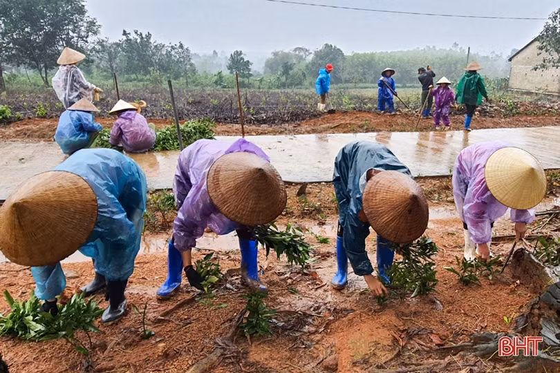 Người dân xã miền núi Hà Tĩnh đội mưa phủ kín hàng rào xanh