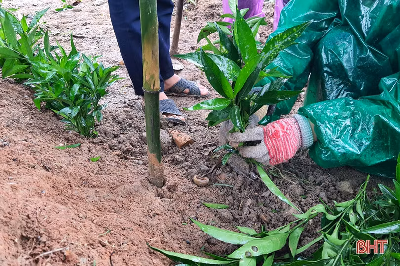 Người dân xã miền núi Hà Tĩnh đội mưa phủ kín hàng rào xanh