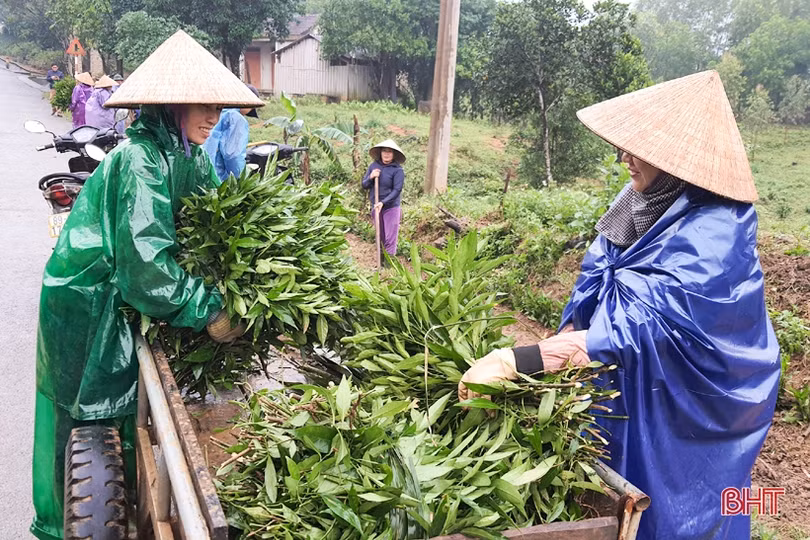 Người dân xã miền núi Hà Tĩnh đội mưa phủ kín hàng rào xanh