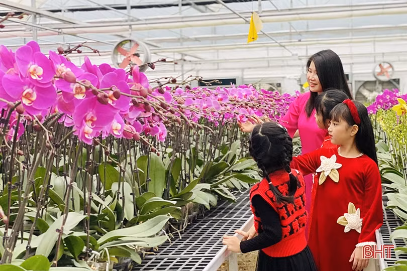 Người dân Thạch Hà tất bật chăm sóc rau, hoa tươi