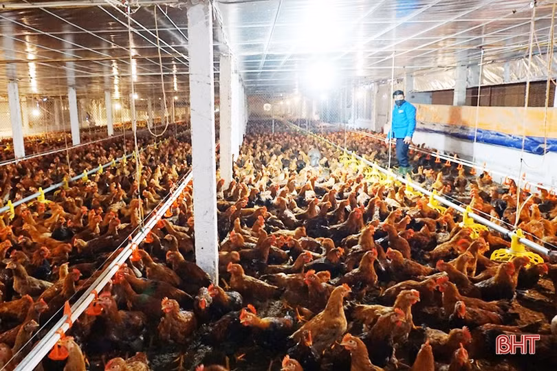 Chăn nuôi gia cầm ở Hà Tĩnh tăng trưởng tích cực