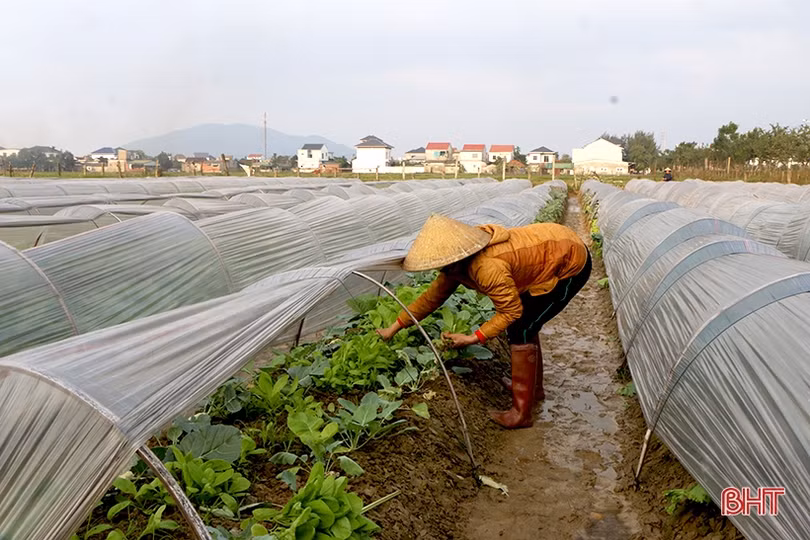 Giá rau xanh cao, nông dân Hà Tĩnh tranh thủ tăng diện tích sản xuất