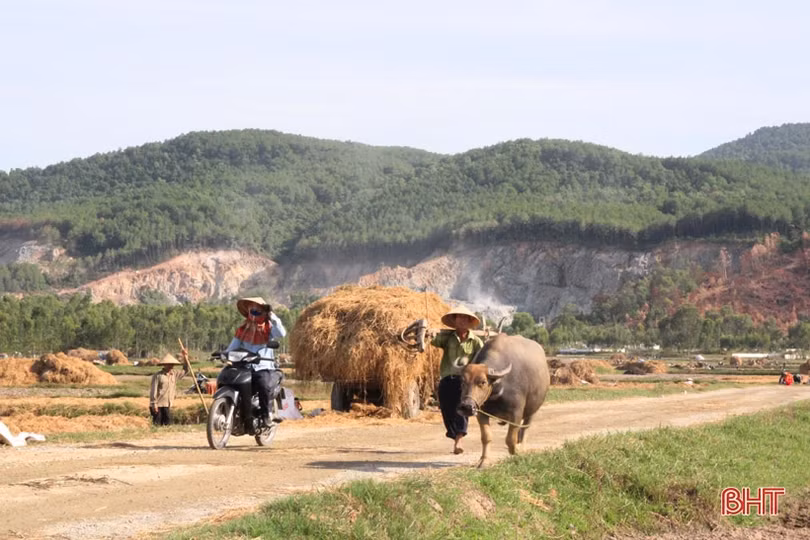 “Đại nông trường” hành tăm Hà Tĩnh vào mùa vụ mới