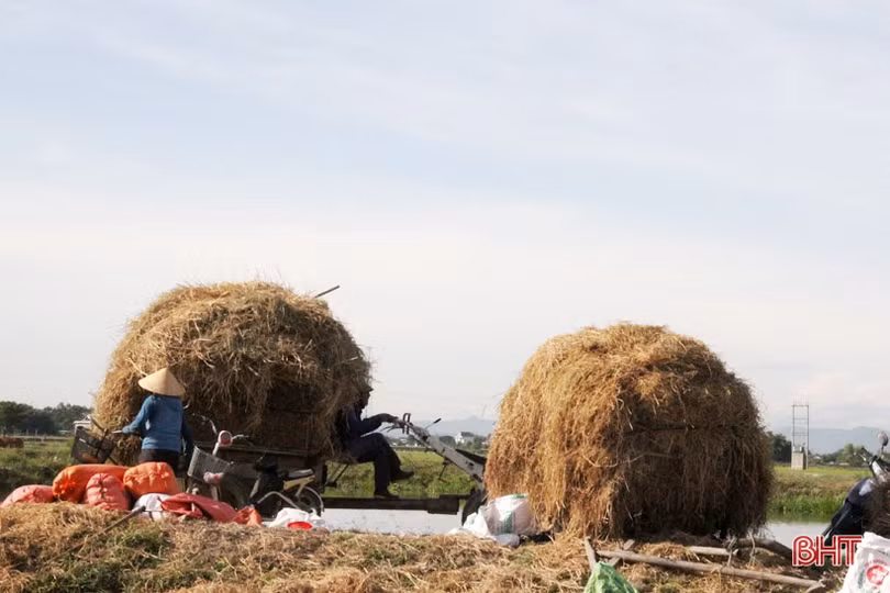 “Đại nông trường” hành tăm Hà Tĩnh vào mùa vụ mới