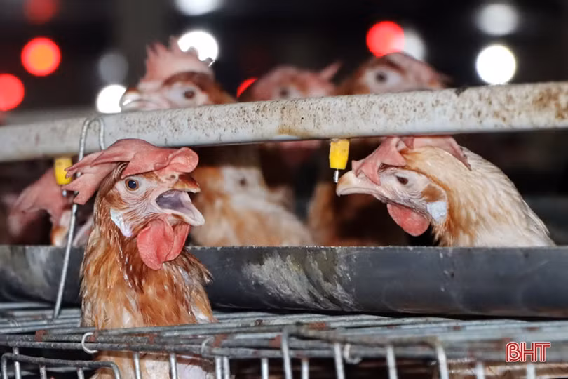 Nuôi gà siêu đẻ trứng, hợp tác xã ở Hà Tĩnh lãi gần 2 triệu đồng/ngày