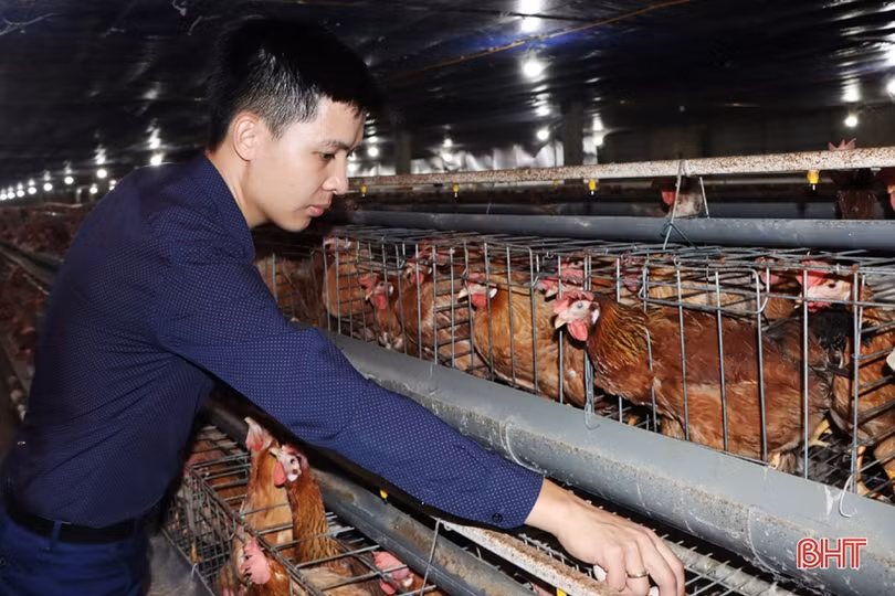 Nuôi gà siêu đẻ trứng, hợp tác xã ở Hà Tĩnh lãi gần 2 triệu đồng/ngày