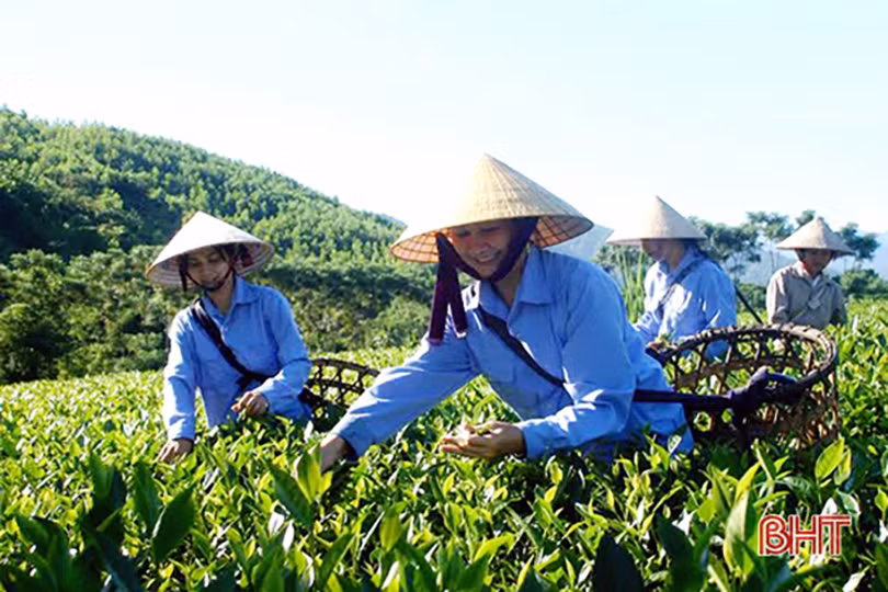Khai thác tiềm năng 3 vùng sinh thái, nâng cao giá trị cho nông sản Kỳ Anh