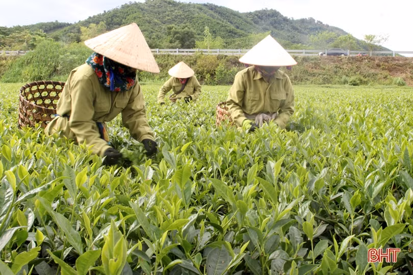 Những sản phẩm OCOP ở Hương Sơn đặc sắc, phát triển có chiều sâu