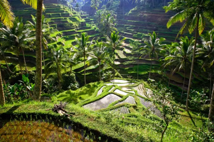 viet nam so huu 2 ruong bac thang dep nhat the gioi
