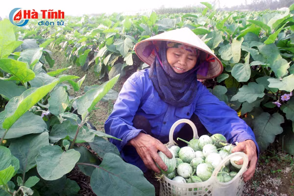 1 sao ca bang 7 sao lua thuong lai thu mua tan dong