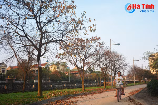 ngam sac vang tuyet dep mua loc vung thay la o tp ha tinh