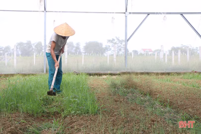 Tranh thủ nắng ráo, nông dân Hà Tĩnh ra đồng sản xuất vụ đông