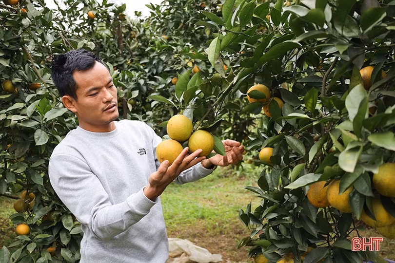 Mang sản phẩm chất lượng nhất đến với Lễ hội Cam và các sản phẩm nông nghiệp Hà Tĩnh