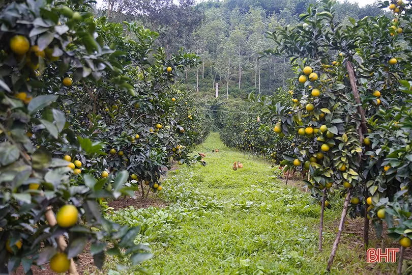 Mang sản phẩm chất lượng nhất đến với Lễ hội Cam và các sản phẩm nông nghiệp Hà Tĩnh