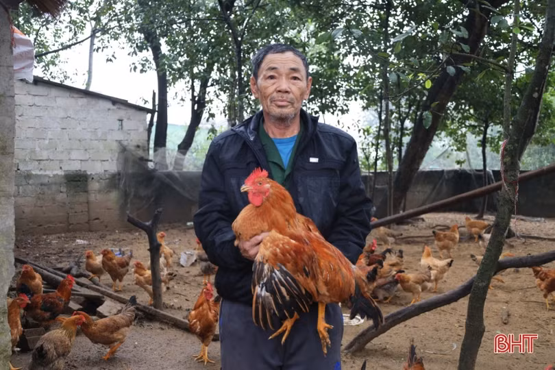 “Thủ phủ” nuôi gà xứ Cẩm tất bật chăm đàn, rộn ràng giao thương dịp tết