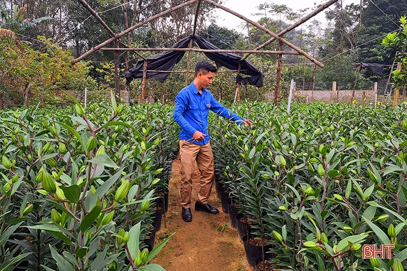 Nam thanh niên ở Nghi Xuân khởi nghiệp thành công từ trồng hoa, cây cảnh