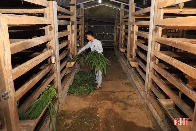 Mùa “hái lộc” nhung đầu xuân, người dân Hương Sơn ước thu khoảng 120 tỷ đồng