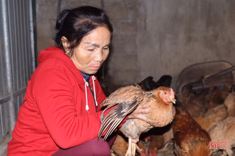 Chống rét cho đàn vật nuôi ở huyện miền núi Vũ Quang