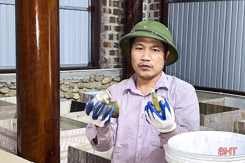 Mô hình nuôi dúi ở Tân Dân - “việc nhẹ lương cao”!