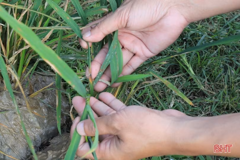Hà Tĩnh: Linh hoạt ứng phó “vụ xuân lạnh” để đảm bảo sản xuất thắng lợi