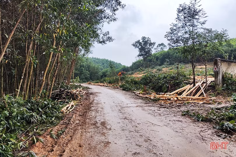 Tập kết, bóc vỏ gỗ keo trên đường gây cản trở giao thông, nguy cơ ô nhiễm môi trường ở Hương Khê