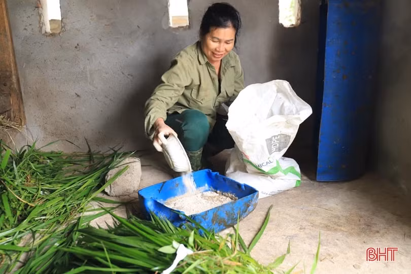 Nông dân Hương Sơn phòng đói, rét cho đàn vật nuôi