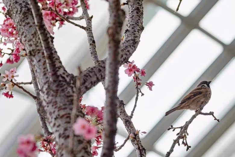 Hoa anh đào tô điểm sắc xuân khắp thế giới