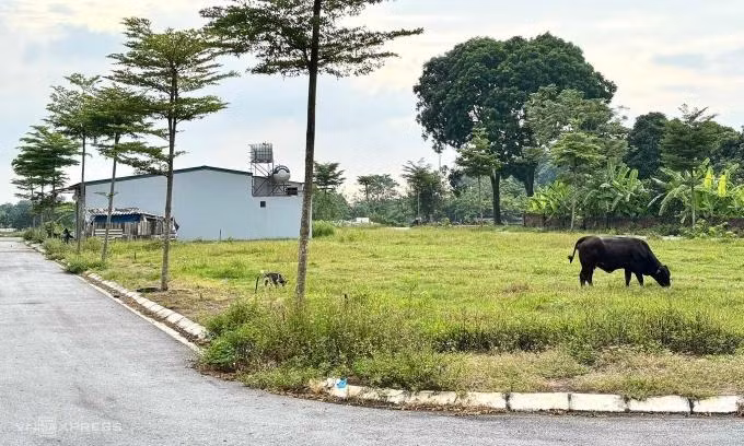 Một khu đất nền tại thôn Cao Mật, xã Thanh Cao, cách khu đấu giá 68 lô hôm 10/8 hơn 1 km. Ảnh: Ngọc Diễm