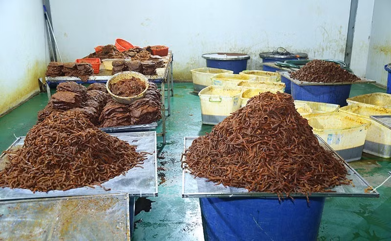 Nguyên liệu đang được chế biến.