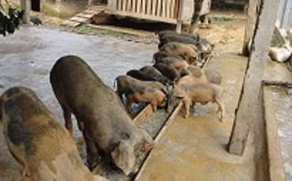 Phát triển chăn nuôi bổ sung nguồn thực phẩm cho bữa ăn chiến sĩ