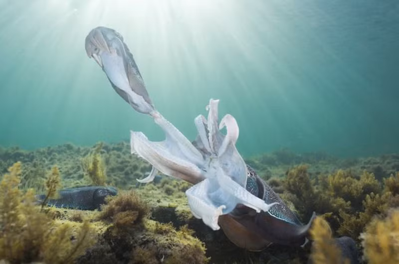 thien nhien vua gan vua xa trong cuoc thi anh national geographic