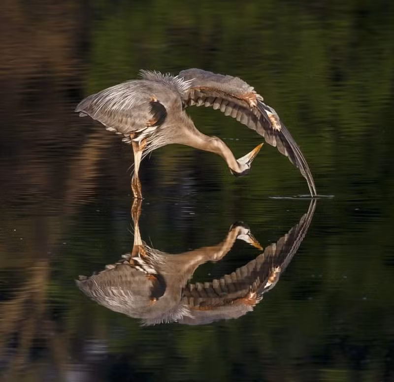 thien nhien vua gan vua xa trong cuoc thi anh national geographic