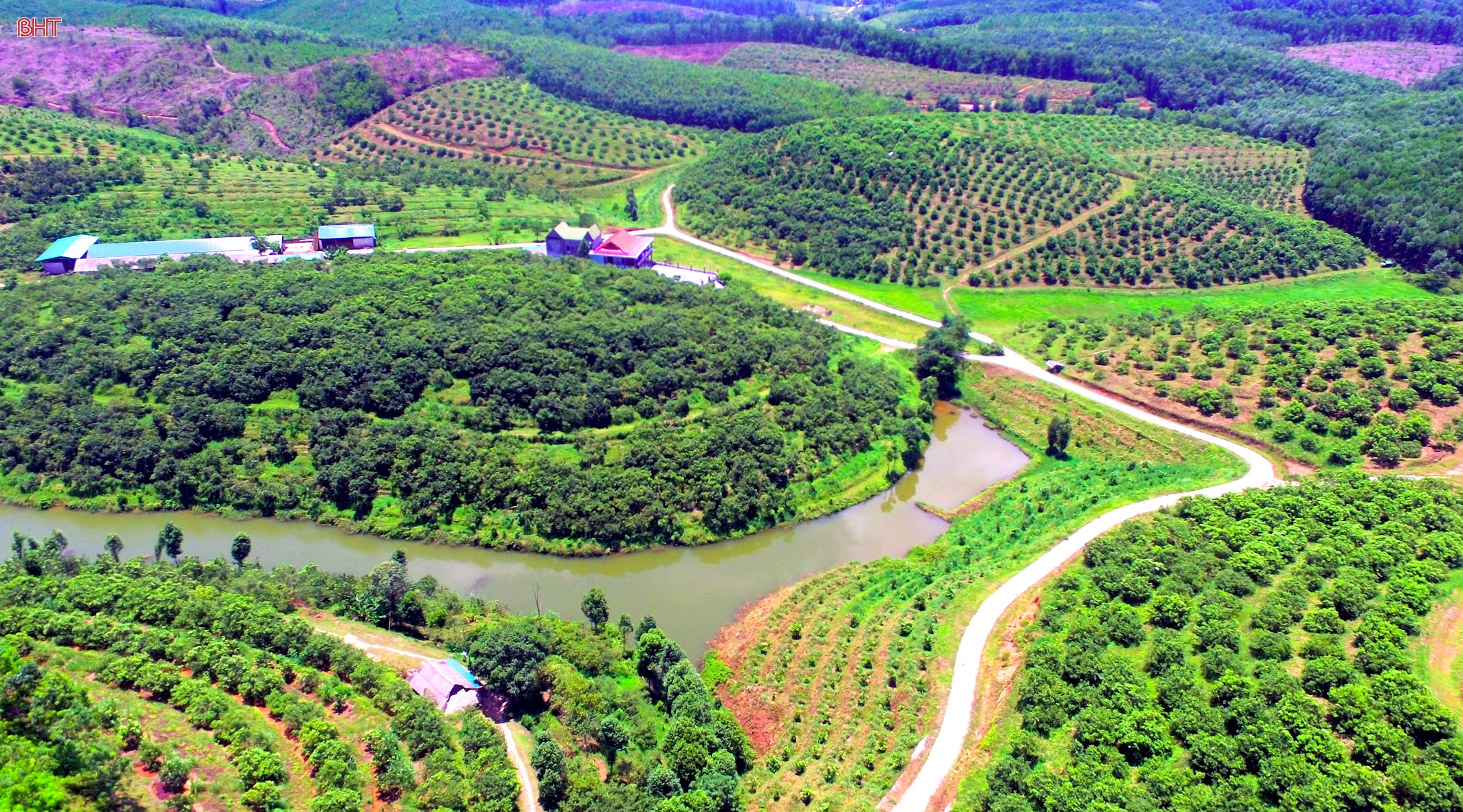 Khi cam bù, nhung hươu Hà Tĩnh vẫn quẩn quanh trên “sân nhà”!