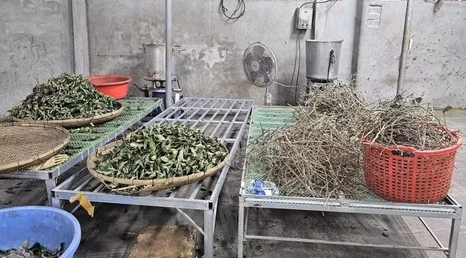 Cỏ cây rừng được thu gom trước khi chế thuốc xương khớp Hoàng Minh Đường. Ảnh: Lam Sơn