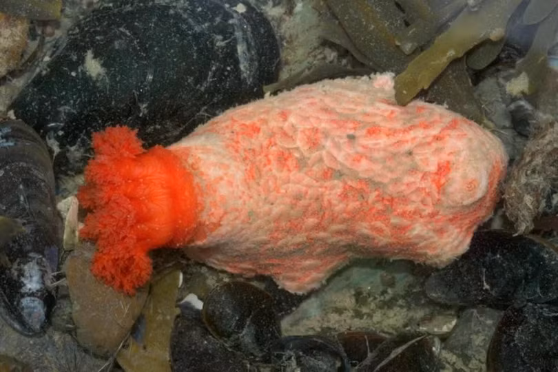 Mảnh hải sâm vẫn phát triển tốt sau hơn 2 năm. Ảnh: WoRMS.