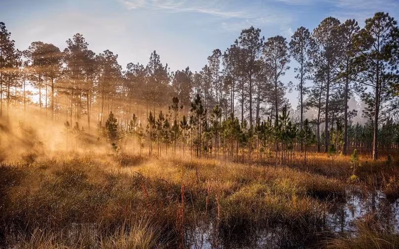 Rừng quốc gia Ocala (Florida, Mỹ) là nơi sinh sống của loài lợn biển, gấu đen và các loài thực vật quý hiếm,... Ngoài ra nơi đây còn có 600 hồ nước và suối tự nhiên trải rộng trên mẫu Anh. Ảnh: Nick Conzone.
