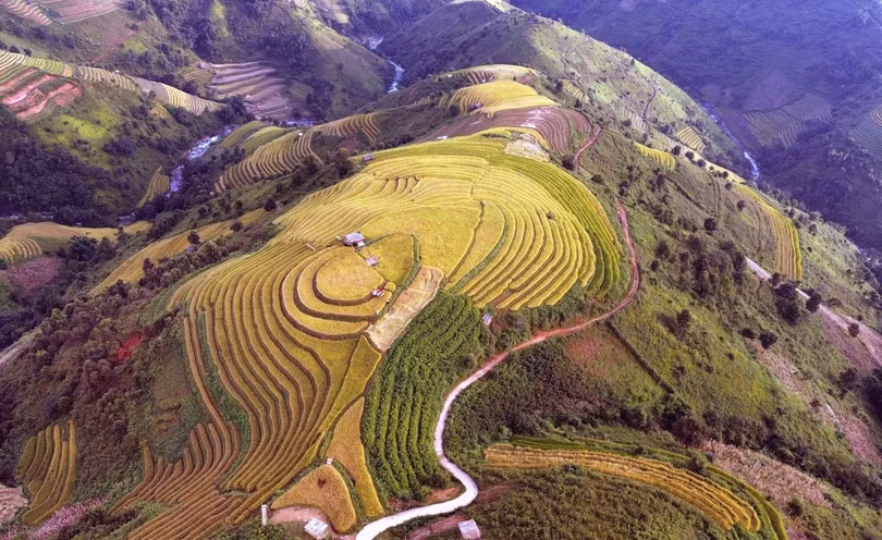 Những thửa ruộng bậc thang mùa lúa chín tại xã Xím Vàng như những dải lụa mềm mại, tạo khung cảnh thơ mộng. Ảnh: Quang Quyết - TTXVN