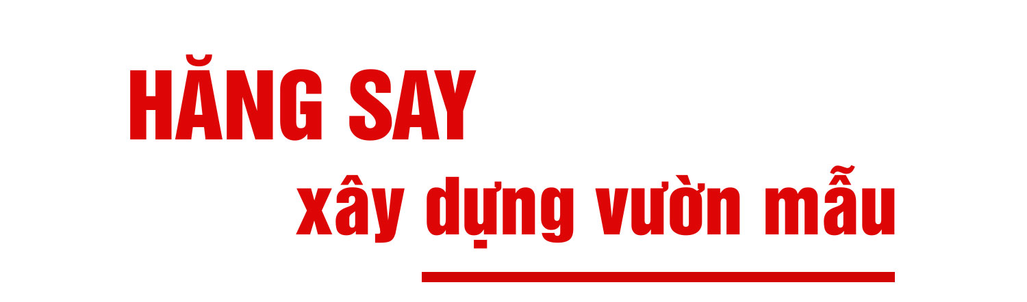 Nữ chi hội trưởng 72 tuổi: “Tôi vui khi được cống hiến, được làm nông thôn mới”