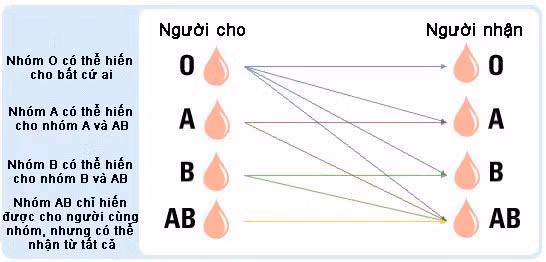 Chuyển máu nhóm A, B thành nhóm O, có thể truyền cho bất kỳ ai