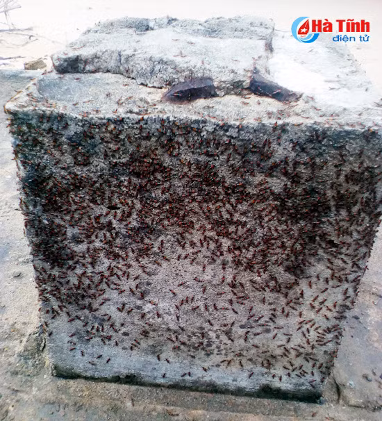 nguoi dan cam xuyen rung minh voi kien ba khoang