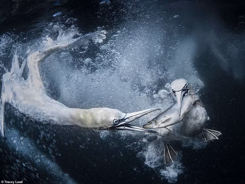 Việt Nam thắng chung cuộc Sony World Photography Awards 2019