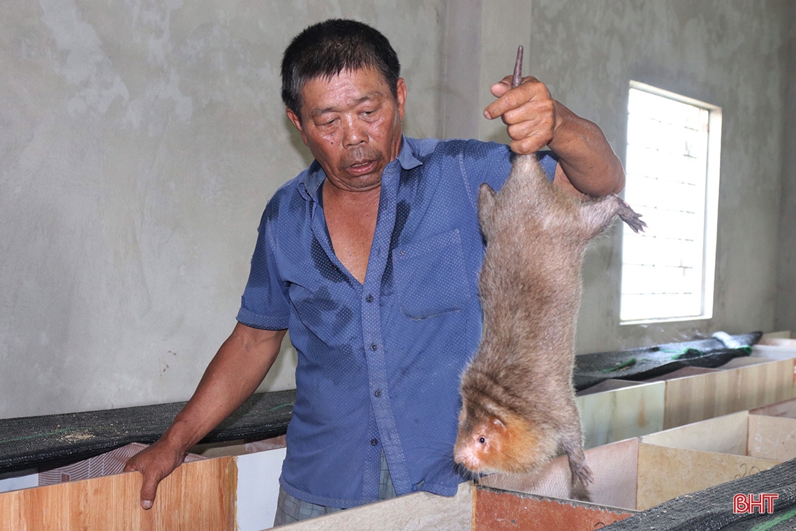 Thanh niên Cẩm Xuyên thu nhập cao sau gần 4 năm gắn bó với mô hình nuôi dúi