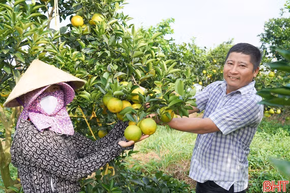 Mùa vàng trên những đồi cam chanh ở Kim Hoa