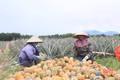 Mô hình trồng dứa đầu tiên ở Hà Tĩnh cho thu hoạch