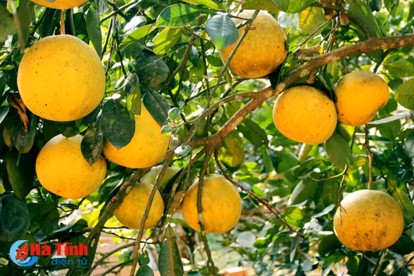 ngam vuon buoi dien ha noi ca nghin qua ngay tai ha tinh
