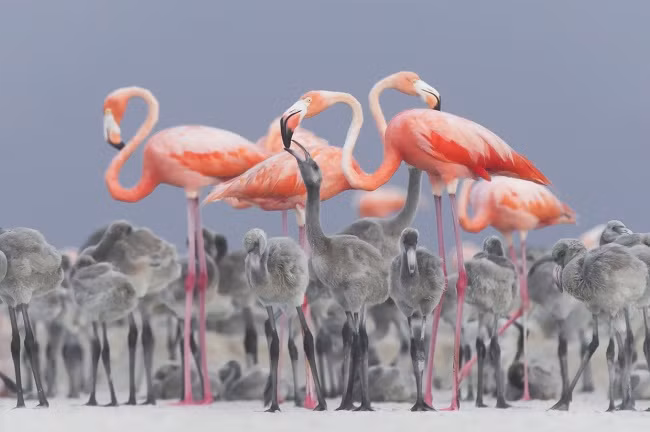 loat anh cua natgeo nhac nho chung ta ve the gioi xinh dep ngoai kia